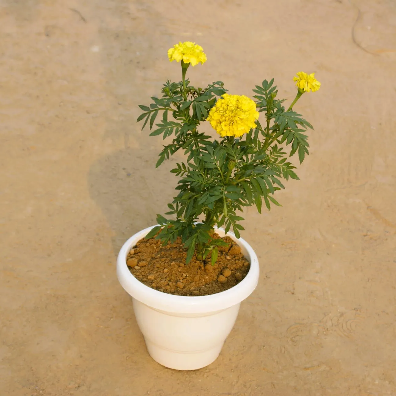 Hazari Marigold / Genda (any colour) in 8 Inch White Classy Plastic Pot