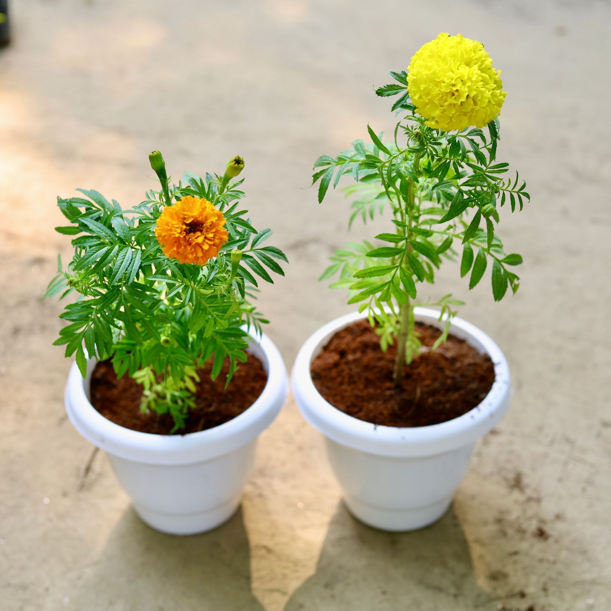 Set of 2 - Marigold / Genda (any colour) in 8 Inch White Classy Plastic Pot
