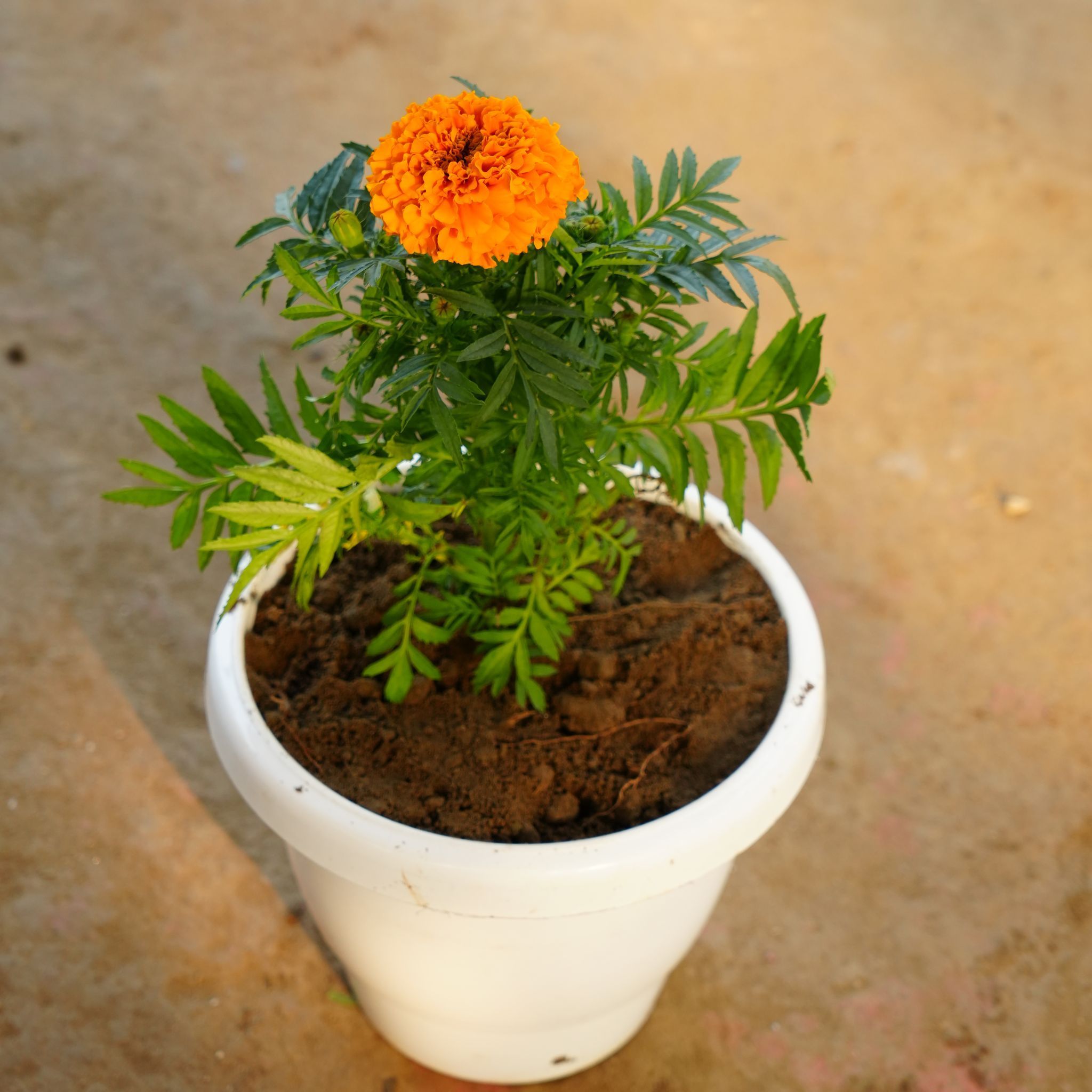 Marigold / Genda Orange in 8 Inch White Classy Plastic Pot
