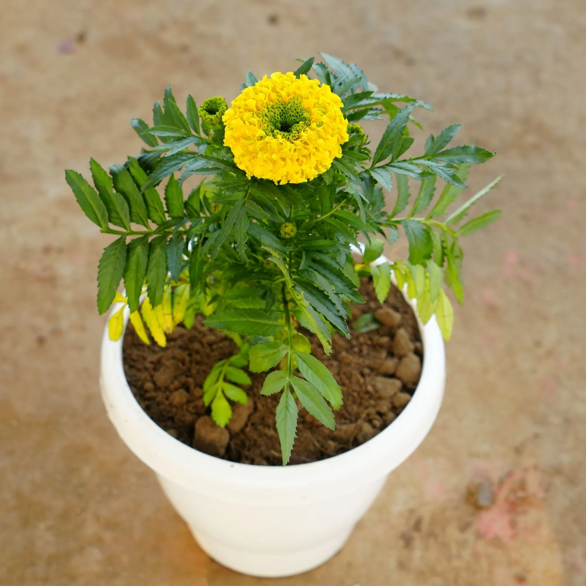 Marigold / Genda Yellow Green in 8 Inch White Classy Plastic Pot