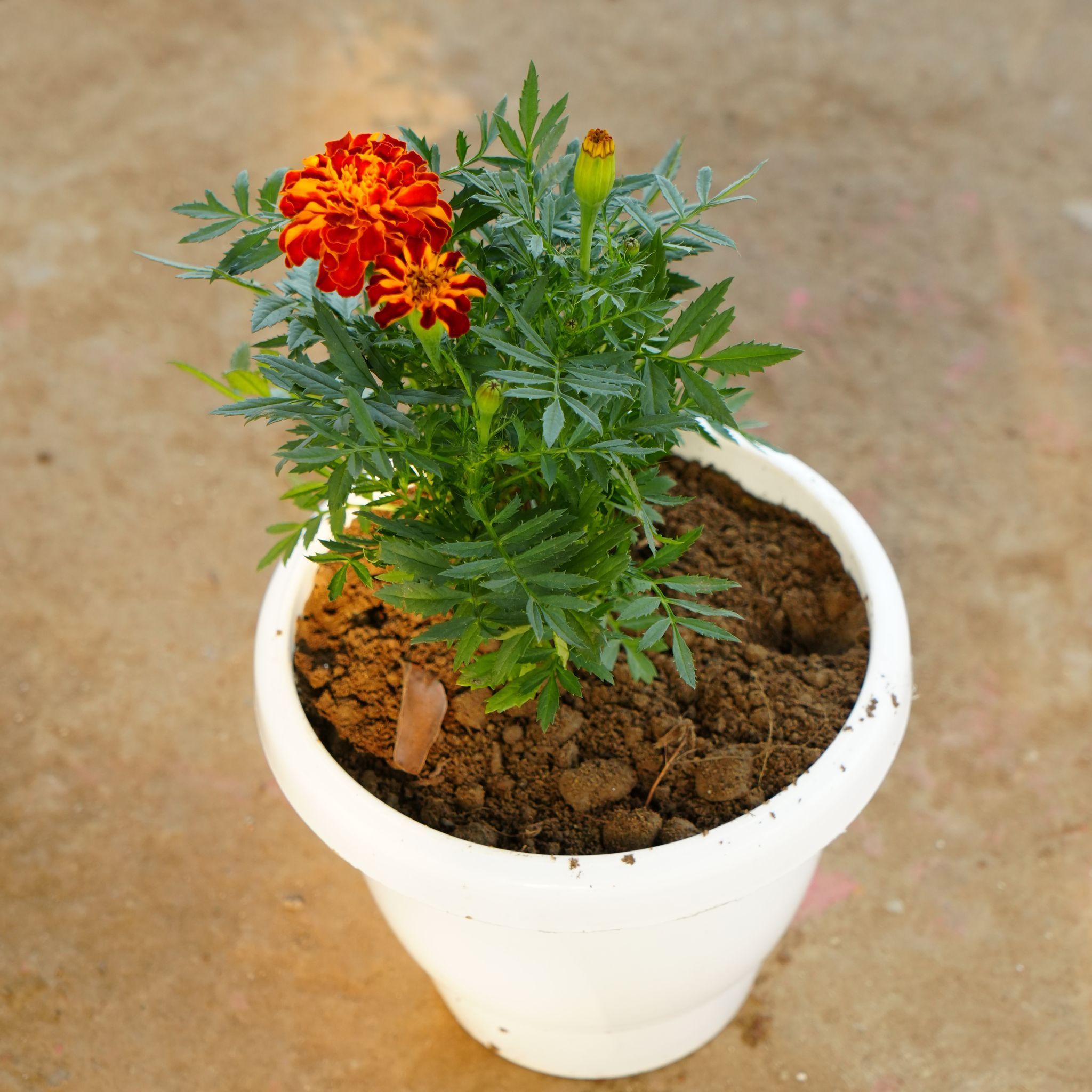 Marigold / Genda Bicolour in 8 Inch White Classy Plastic Pot