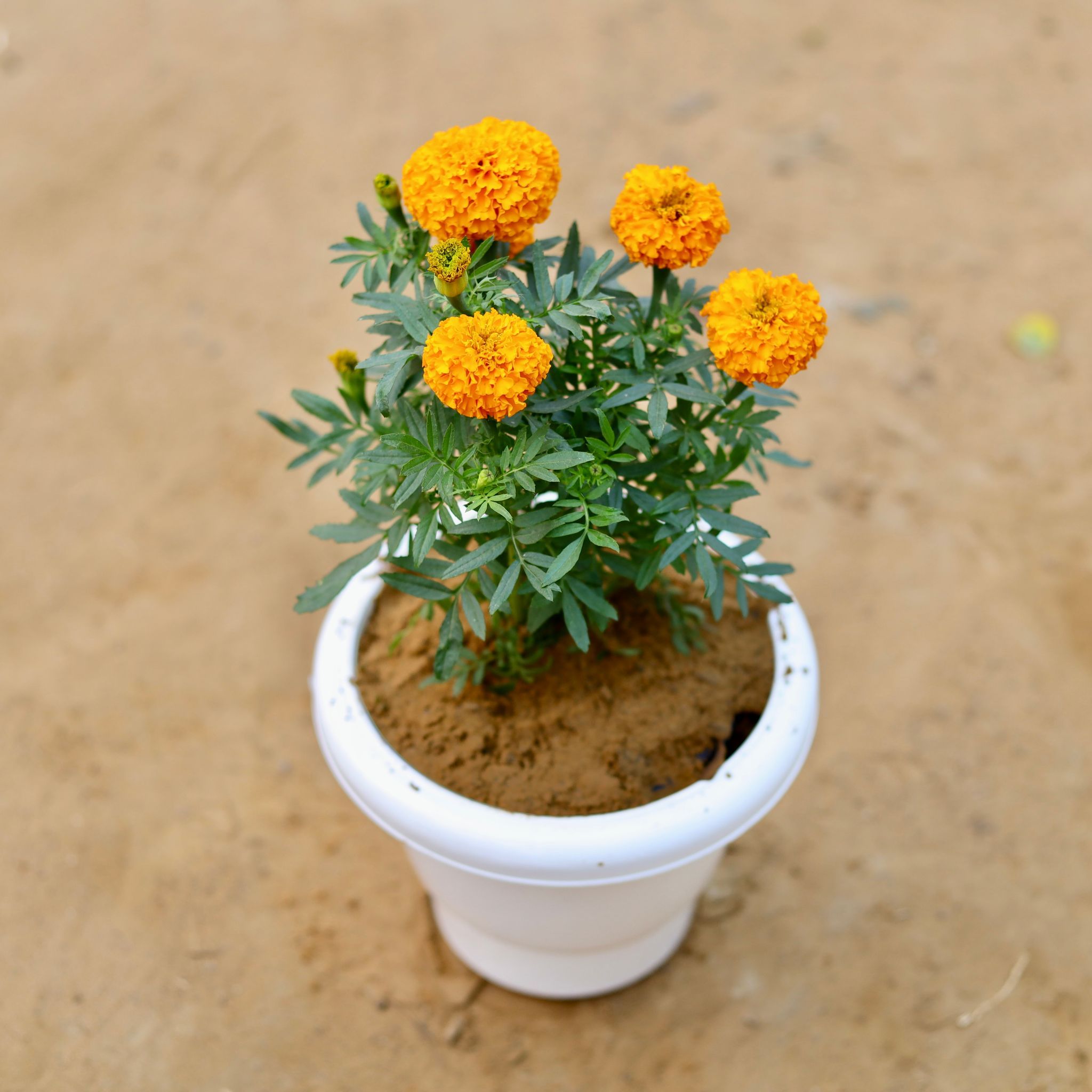 Marigold / Genda (any colour) in 8 Inch White Classy Plastic Pot