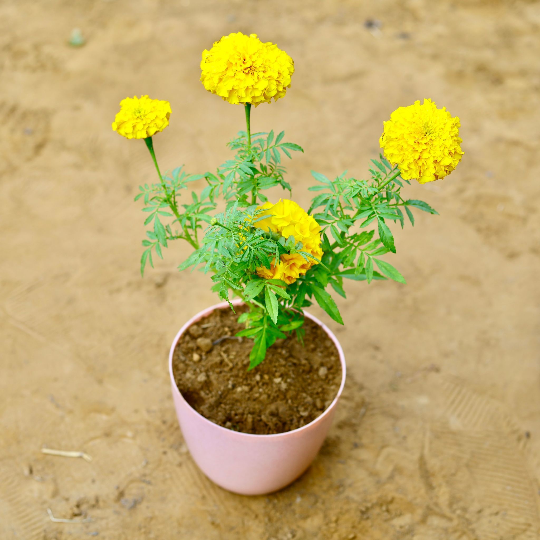 Marigold / Genda French (any colour) in 6 Inch Pink Marble Premium Orchid Round Plastic Pot