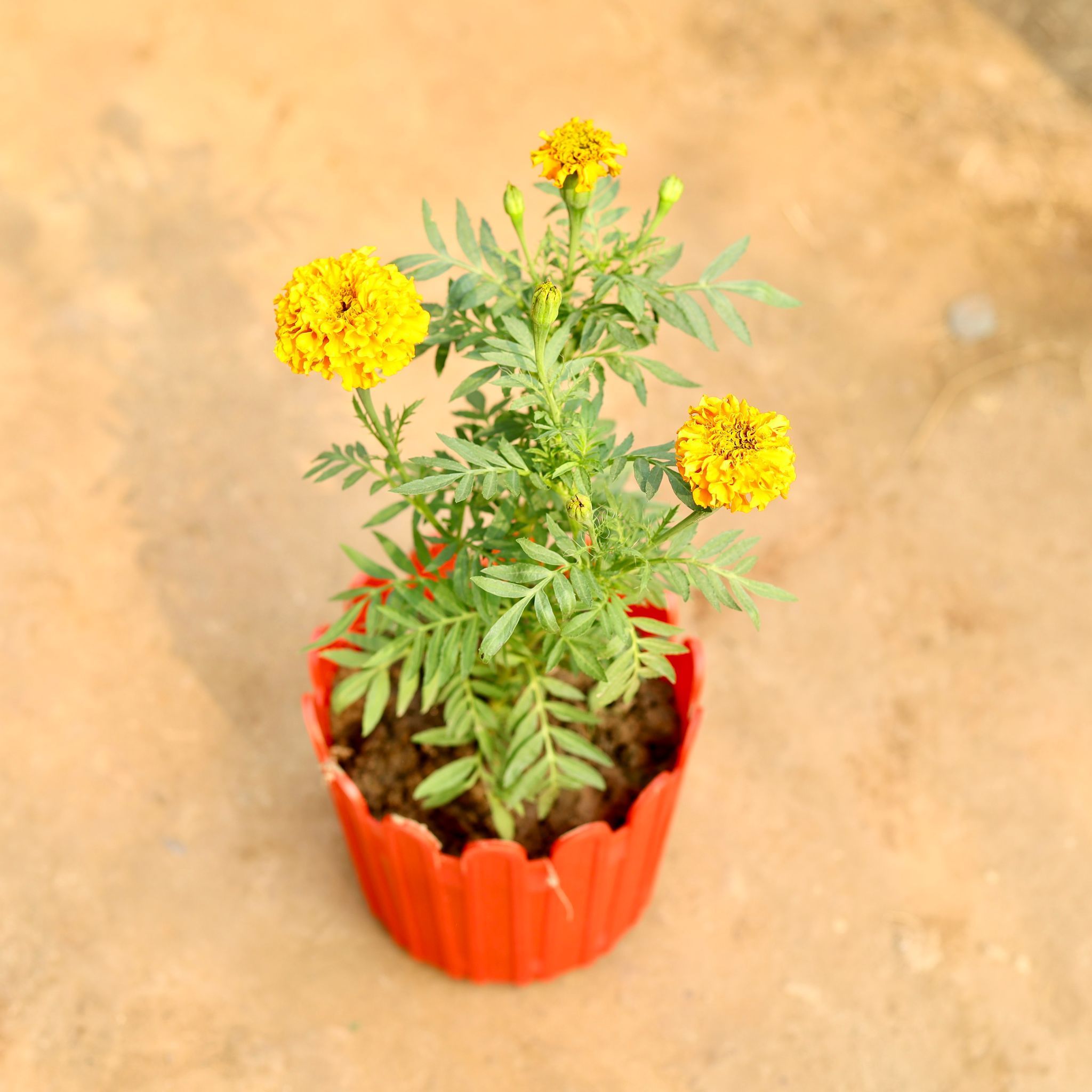 Marigold / Genda (Any Colour) in 6 Inch Red Premium Tippy Plastic Pot