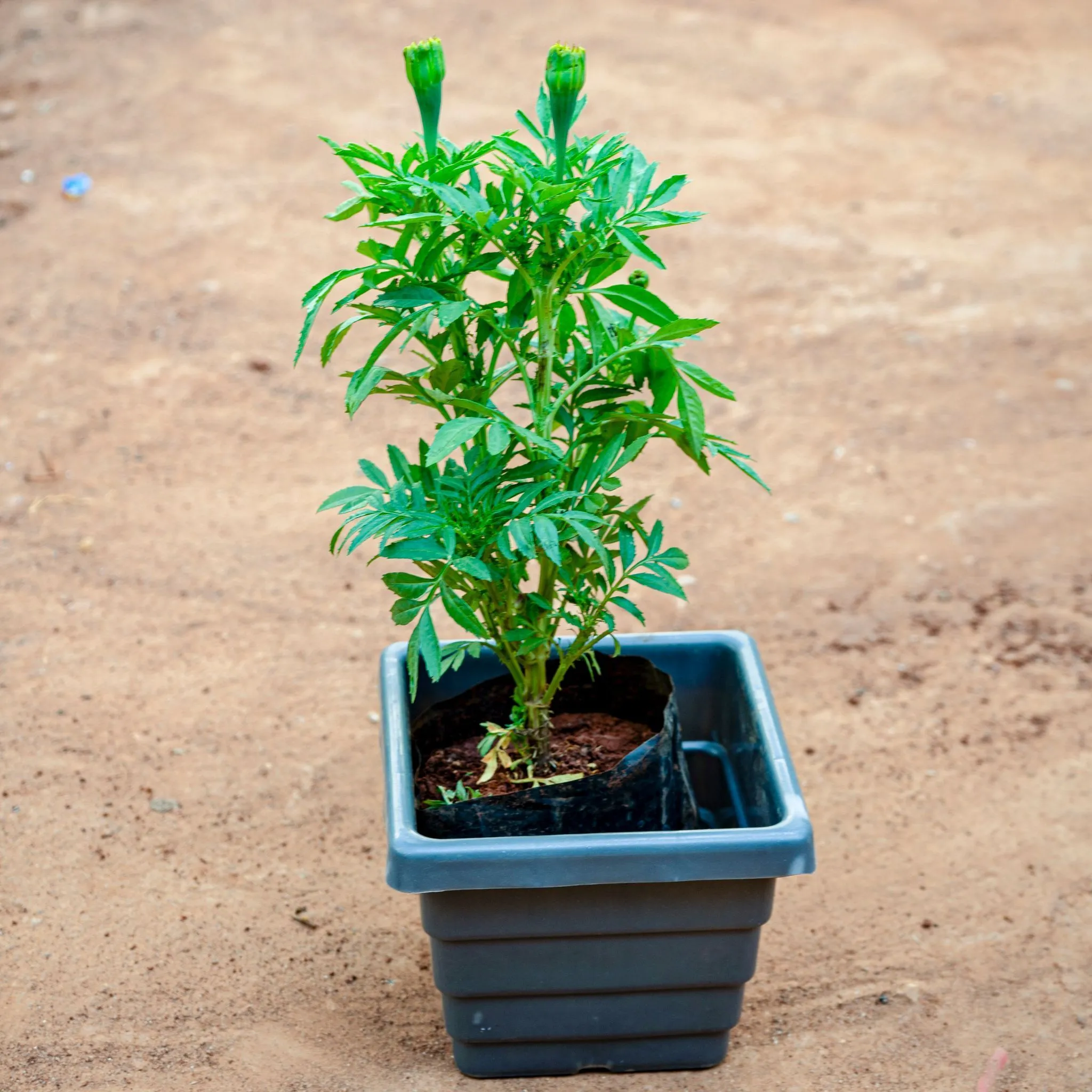 Marigold / Genda (Any Colour) in 6 Inch Grey Premium Orchid Square Plastic Pot