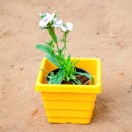 Buy Dianthus (Any Colour) in 6 Inch Yellow Premium Orchid Square Plastic Pot Online | Urvann.com