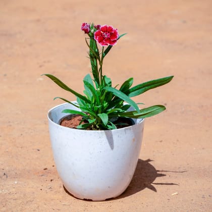 Buy Dianthus (Any Colour) in 4 Inch White Premium Orchid Round Plastic Pot Online | Urvann.com