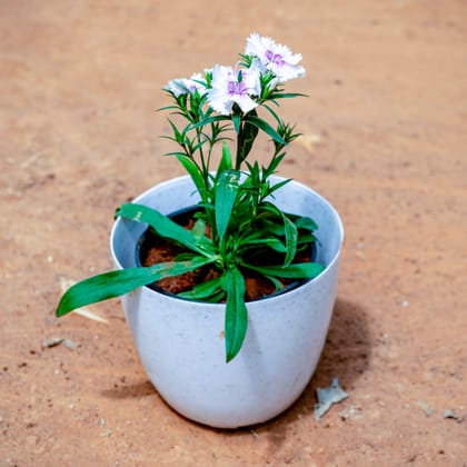 Buy Dianthus White in 4 Inch White Premium Orchid Round Plastic Pot Online | Urvann.com