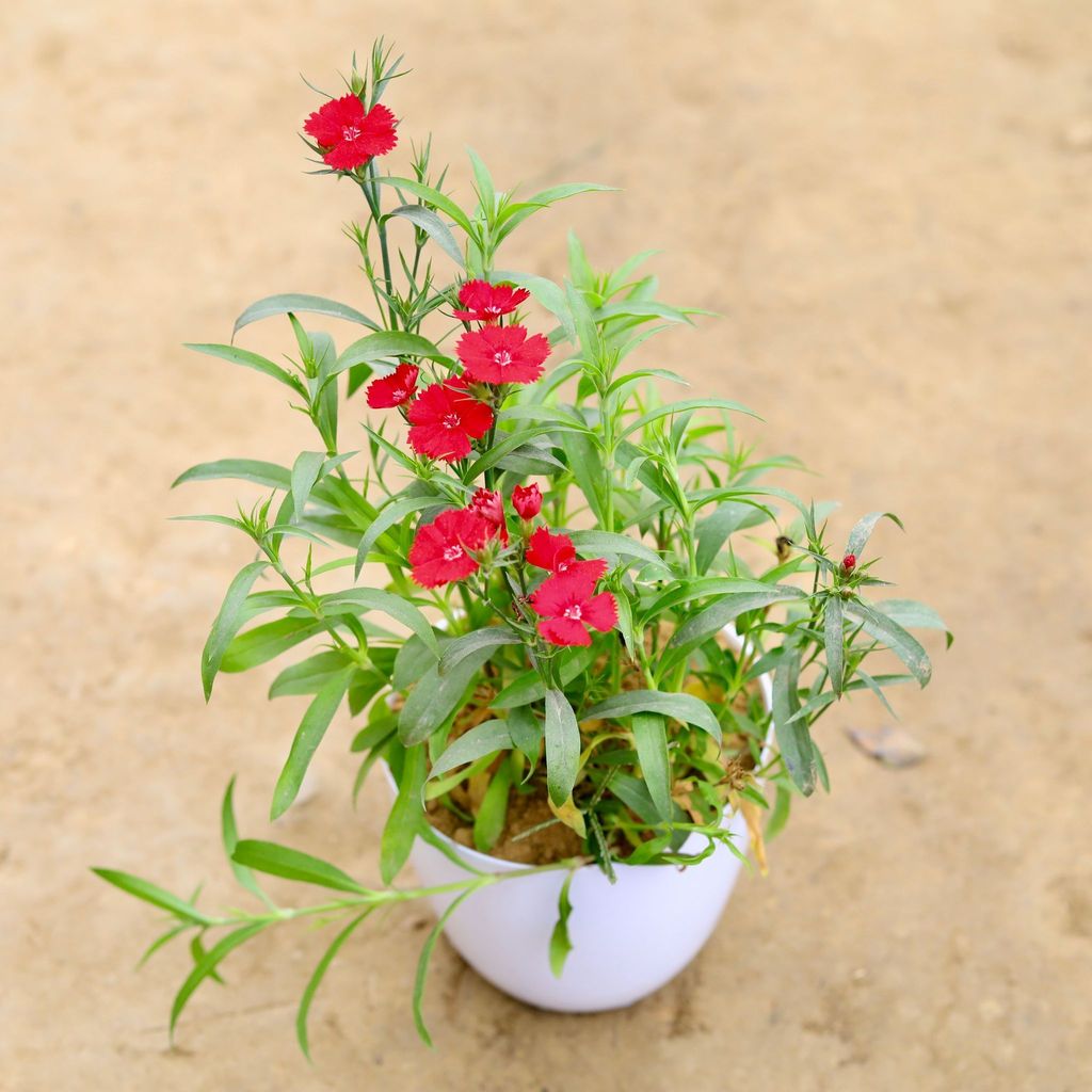 Buy Dianthus Red in 6 Inch White Premium Orchid Plastic Pot Online | Urvann.com Dianthus (any colour) in 4 Inch White Premium Orchid Round Plastic Pot