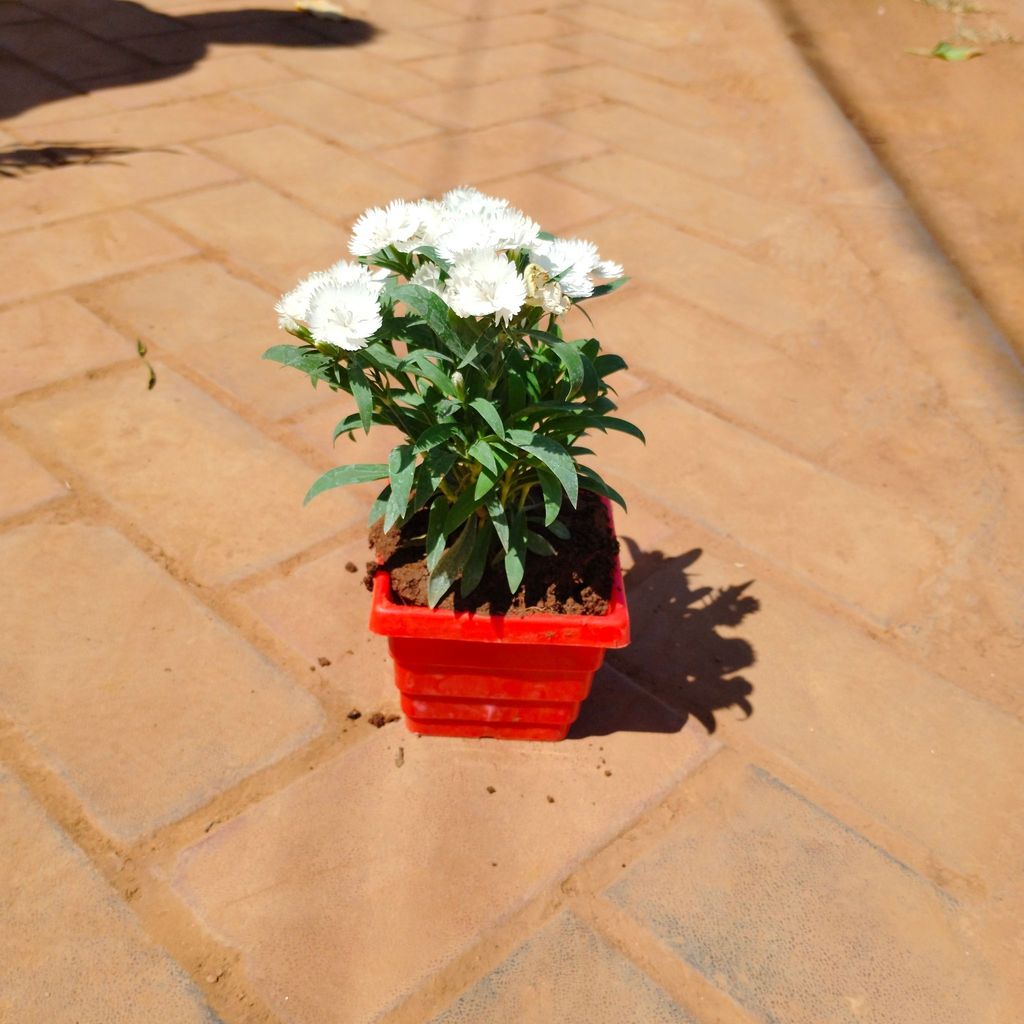 Buy Dianthus (any colour) in 4 Inch Red Premium Orchid Square Plastic Pot Online | Urvann.com Dianthus (any colour) in 4 Inch Red Premium Orchid Square Plastic Pot