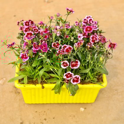 Buy Dianthus (any colour) in 14 Inch Yellow Premium Jupiter Rectangular Window Planter Online | Urvann.com