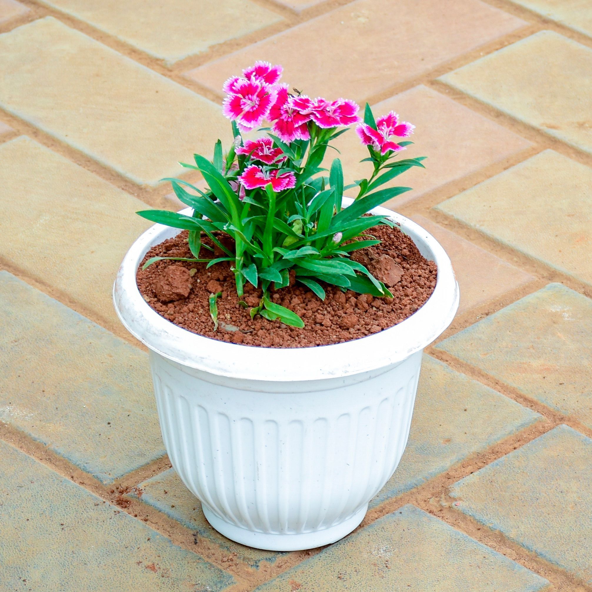 Dianthus Pink in 8 Inch White Olive Plastic Pot