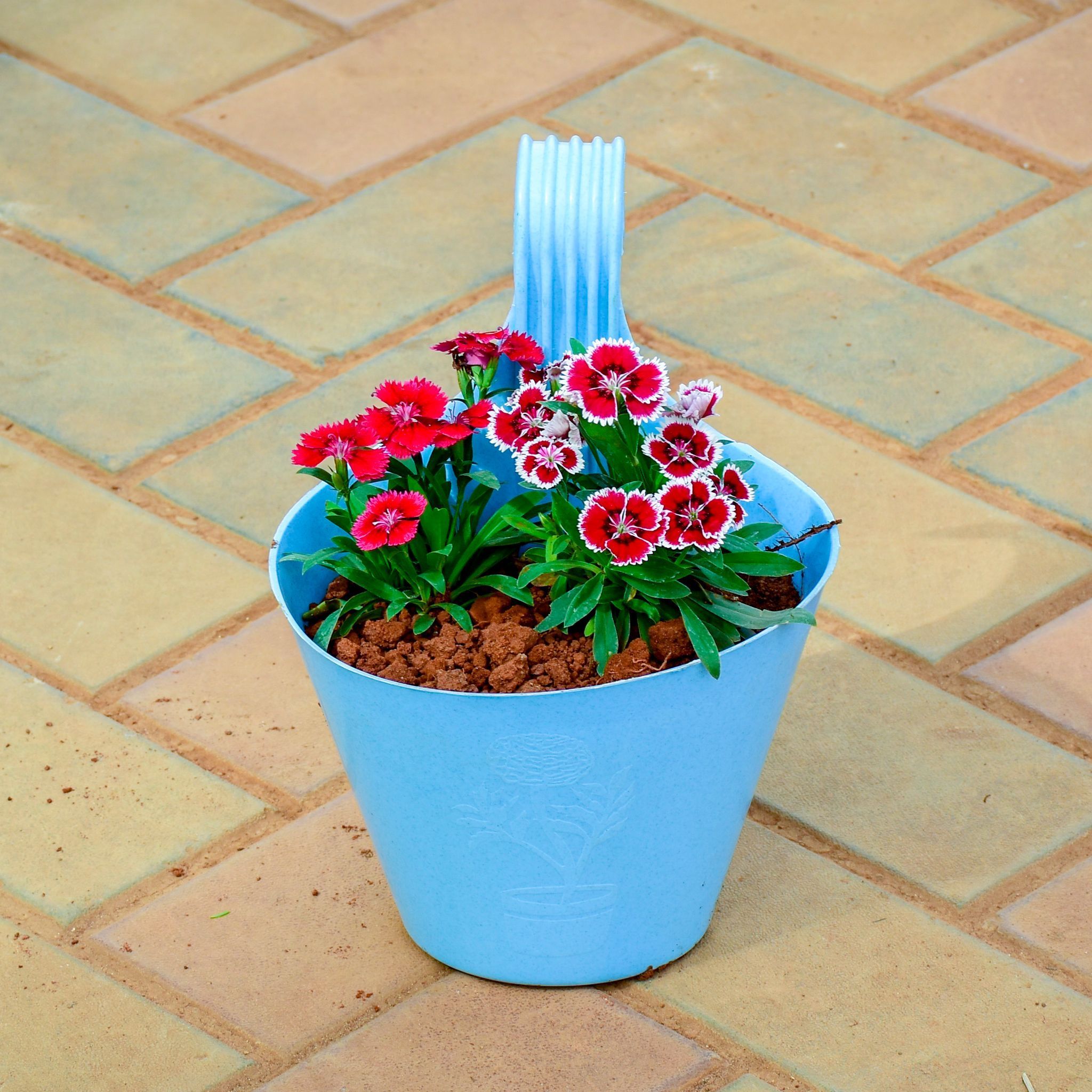 Dianthus Red in 8 Inch Blue Marble Single Hook Hanging Plastic Pot