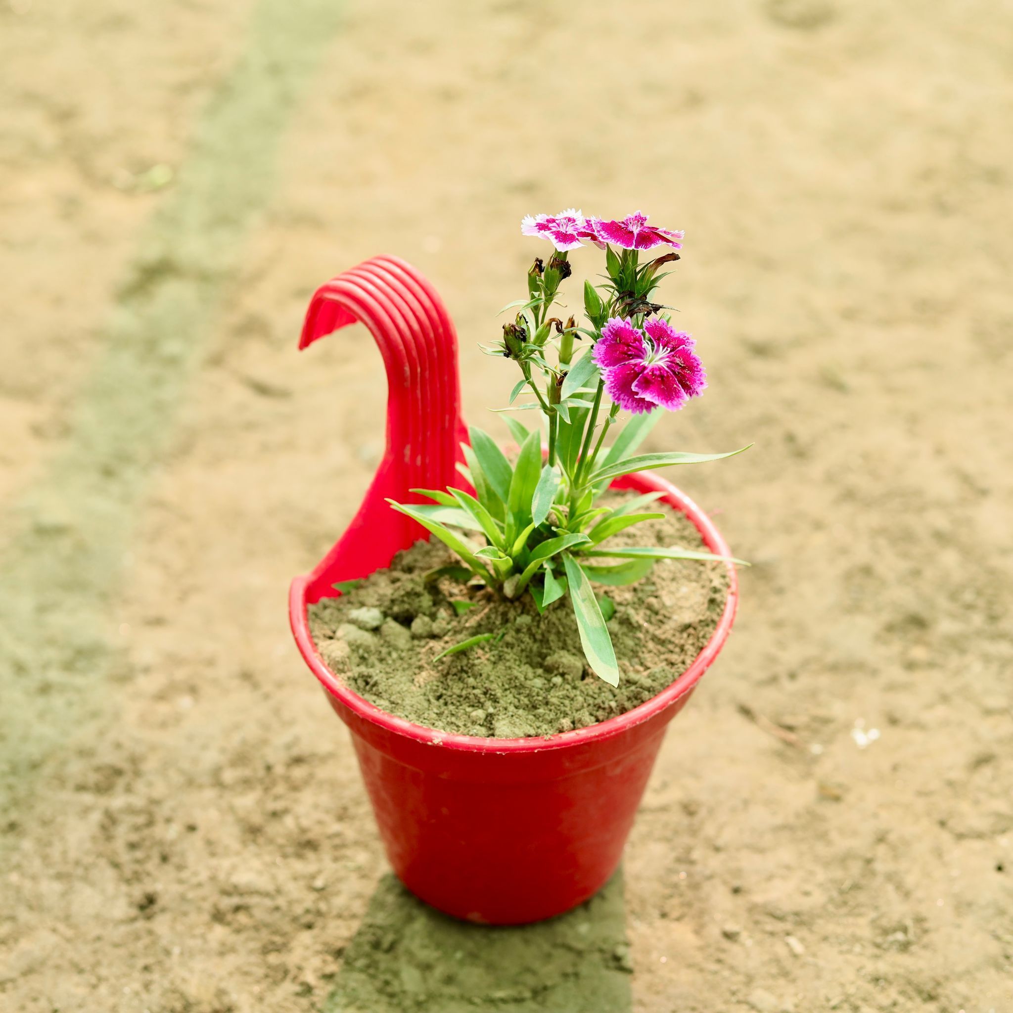 Dianthus (Any Colour)  in 8 Inch Red Single Hook Hanging Plastic Pot