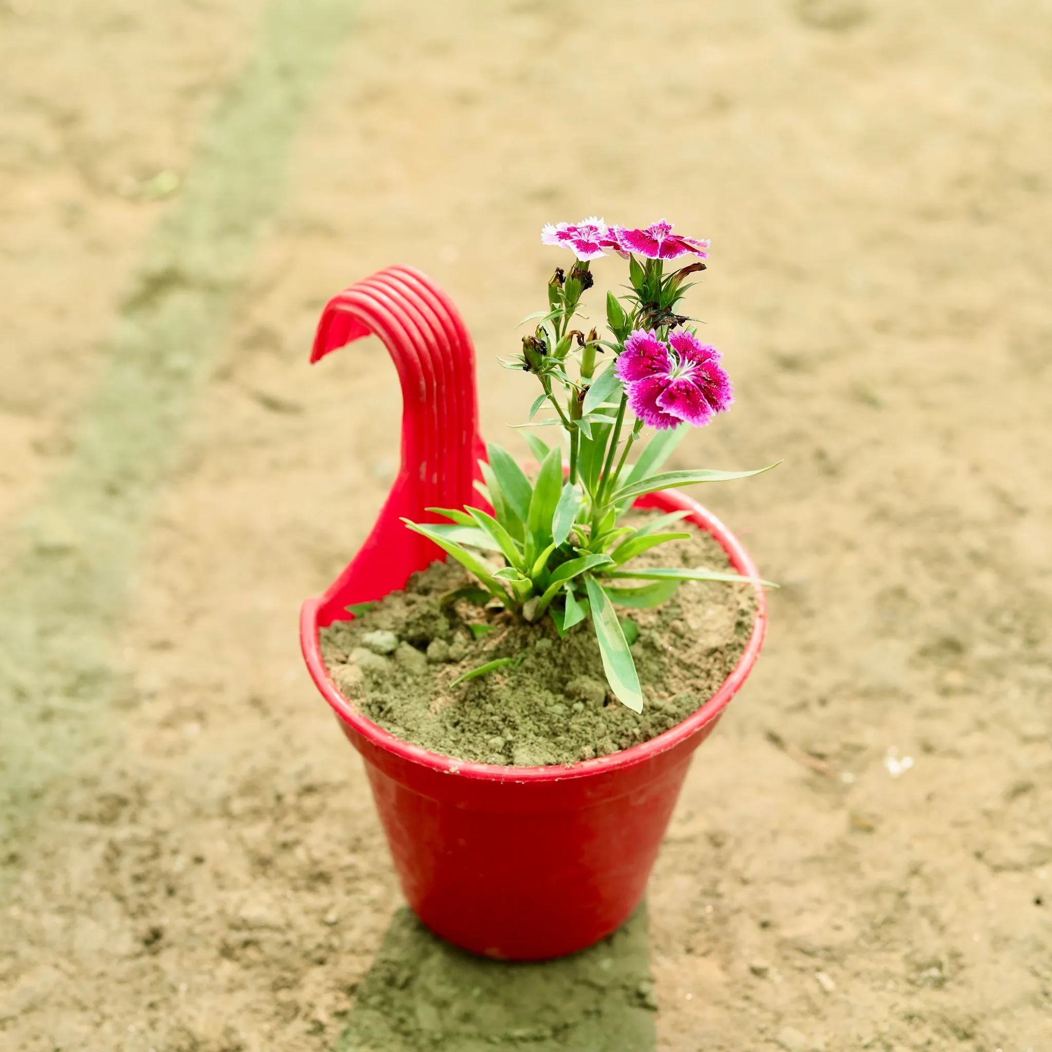 Dianthus (Any Colour) in 8 Inch Red Single Hook Hanging Plastic Pot