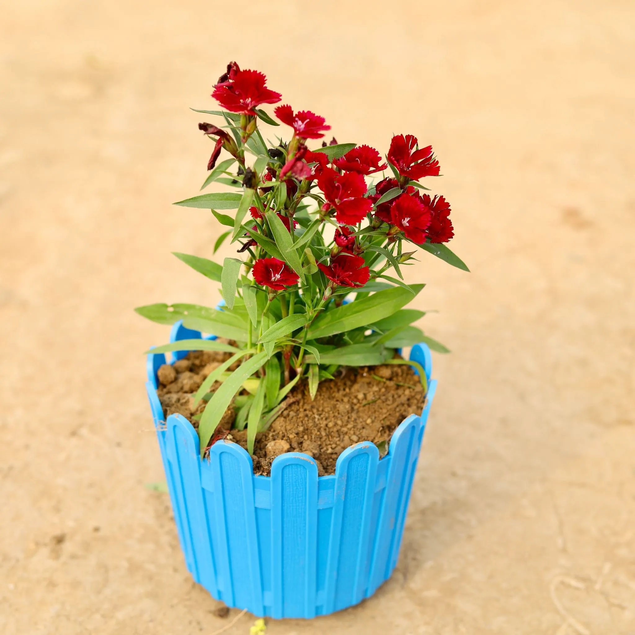 Dianthus (any colour) in 6 Inch Blue Premium Tippy Plastic Pot