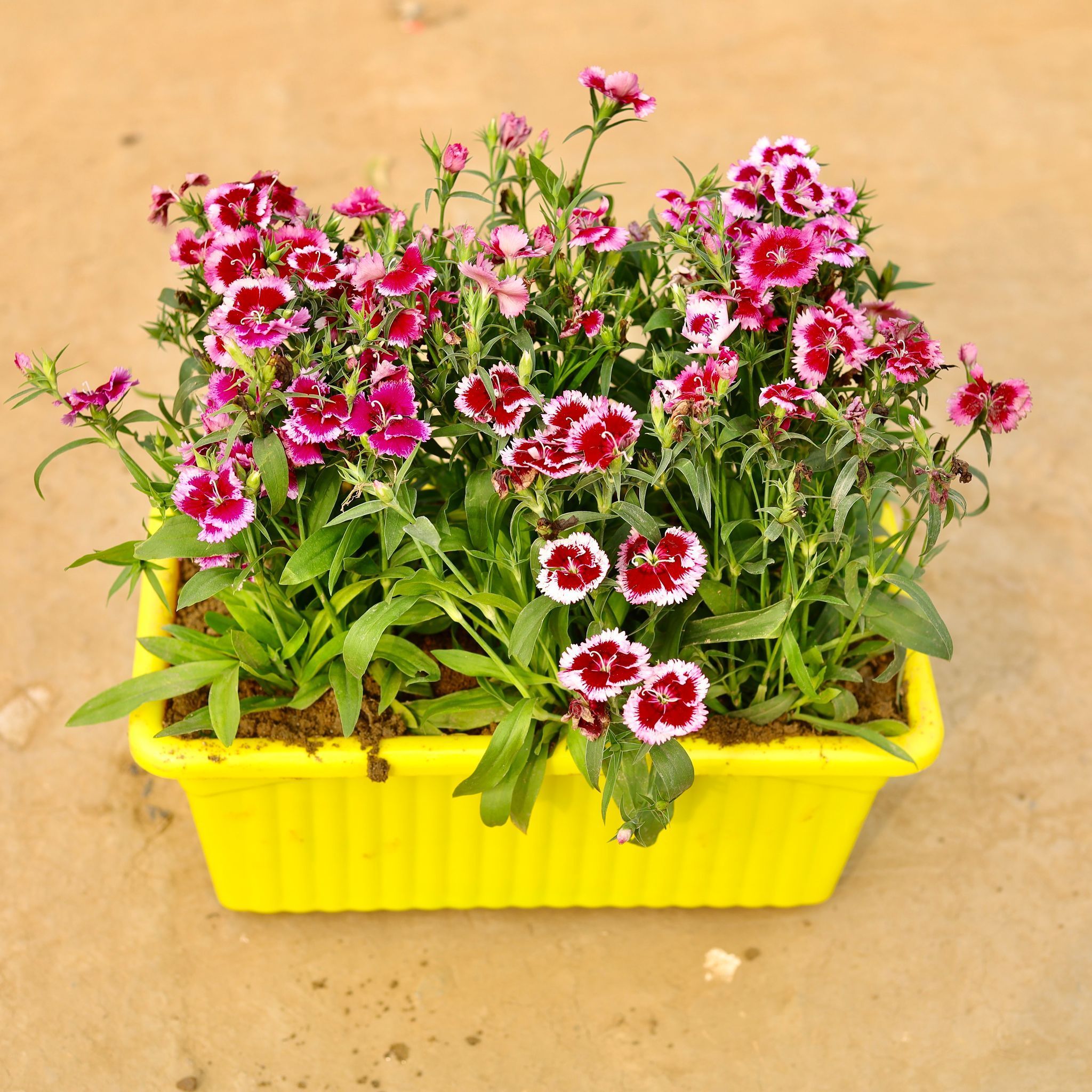 Dianthus (any colour)  in 14 Inch Yellow Premium Jupiter Rectangular Window Planter