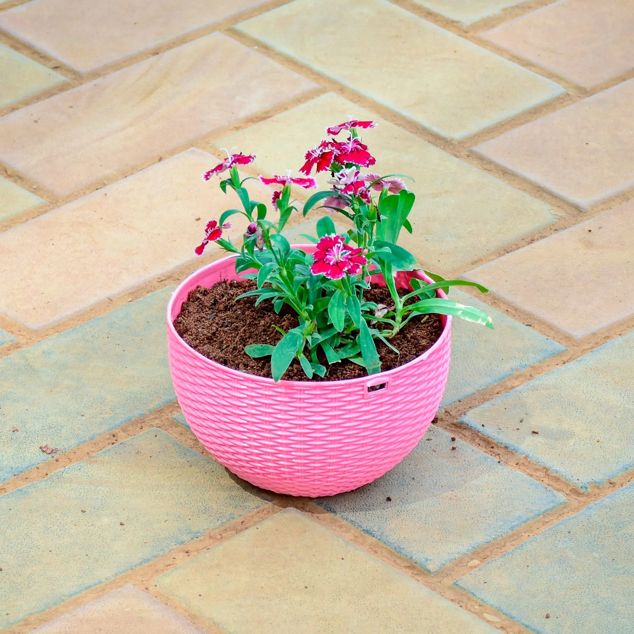 Dianthus (Any Colour) in 7 X 4.5 Inch Pink Premium Euro Plastic Hanging Basket