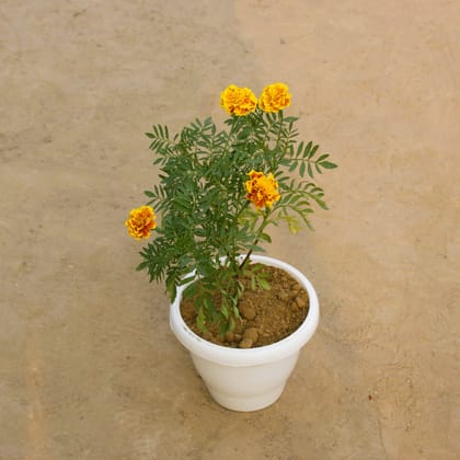 Buy Marigold Jafri (any colour) in 8 Inch Classy White Plastic Pot Online | Urvann.com