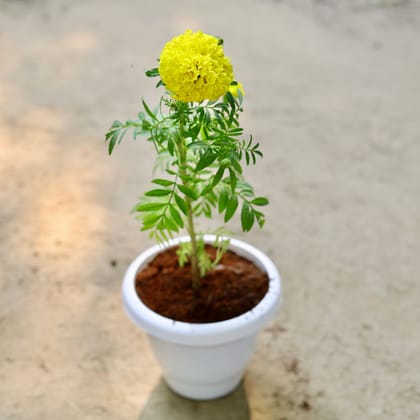 Buy Marigold (any colour) in 6 Inch Classy White Plastic Pot Online | Urvann.com