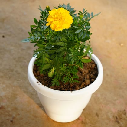 Buy Marigold / Genda Yellow in 8 Inch Classy White Plastic Pot Online | Urvann.com