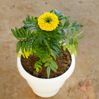Buy Marigold / Genda Yellow Green in 8 Inch Classy White Plastic Pot Online | Urvann.com