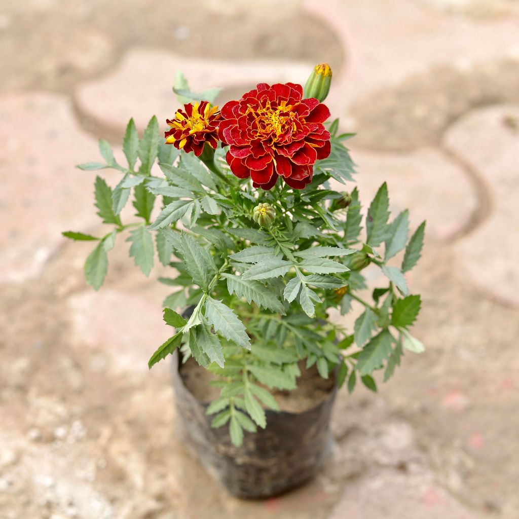Marigold / Genda Jafri (Any Colour) in 4 Inch Nursery Bag Marigold / Genda Jafri (Any Colour) in 4 Inch Nursery Bag