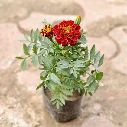 Marigold / Genda Jafri (Any Colour) in 4 Inch Nursery Bag