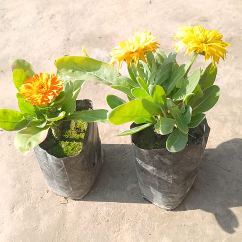 Set Of 2 - Calendula (Any Colour) in 4 Inch Nursery bag