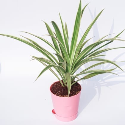 Spider in 4 Inch Pink Florence Self Watering Pot