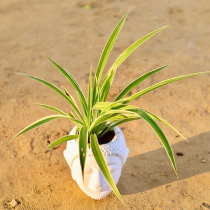 Buy Spider in 6 Inch White Premium Buddha Plastic Pot Online | Urvann.com