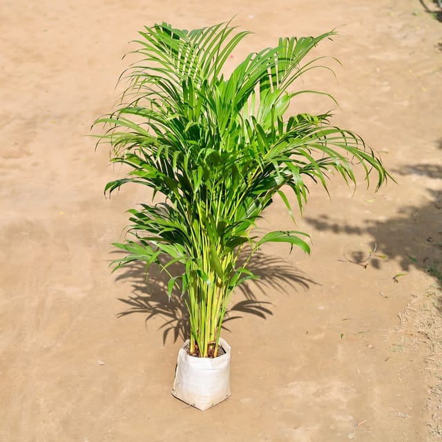 Areca Palm Indoor (~ 4-5 Ft) in 8 Inch Nursery Bag