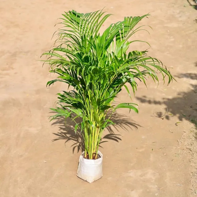 Areca Palm Indoor (~ 3-4 ft) in 8 Inch Nursery Bag