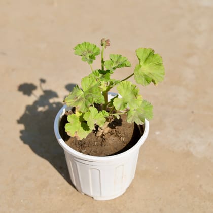 Geranium (any colour) in 6 Inch White Super Nursery Pot