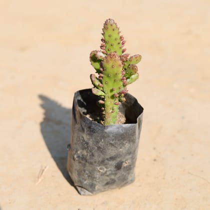 Optunia Monacantha Succulent in 3 Inch Nursery Bag