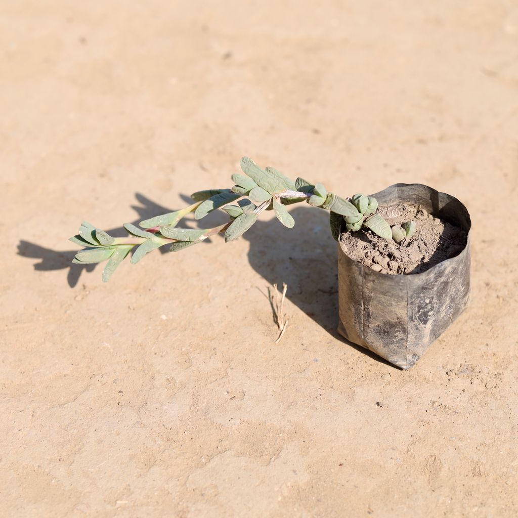 Corpuscularia Lehmannii Succulent in 4 Inch Nursery Pot Corpuscularia Lehmannii Succulent in 4 Inch Nursery Pot