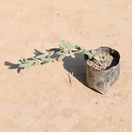 Corpuscularia Lehmannii Succulent in 4 Inch Nursery Pot