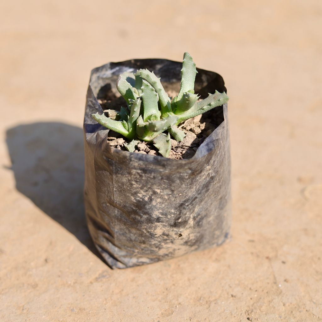 Stomatium Trifarium in 3 Inch Nursery Bag