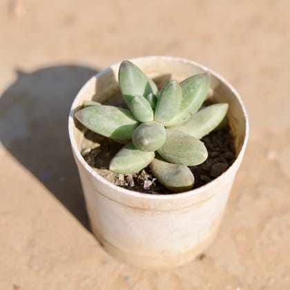 Pachyphyutum Compactum in 4 Inch Nursery Pot