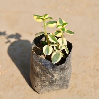 Crassula Sarmentosa in 3 inch Nursery Bag