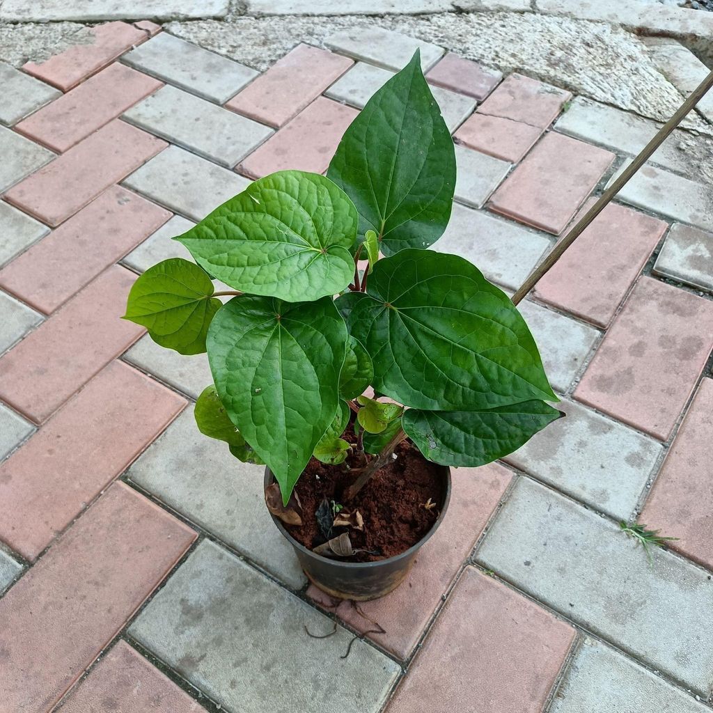 Buy Paan Big in 6 Inch Plastic Pot Online | Urvann.com Paan Big Leaf in 6 Inch Nursery Pot