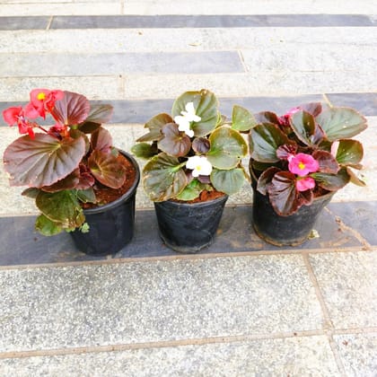 Buy Set of 3 - Begonia (Red, White & Pink) in 4 Inch Nursery Pot in 5 Inch Nursery Bag Online | Urvann.com
