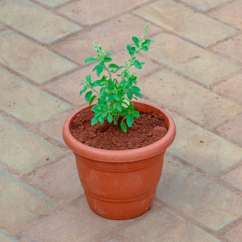 Buy Rama Tulsi in 7 Inch Classy Red Plastic Pot Online | Urvann.com Rama Tulsi in 7 Inch Classy Red Plastic Pot