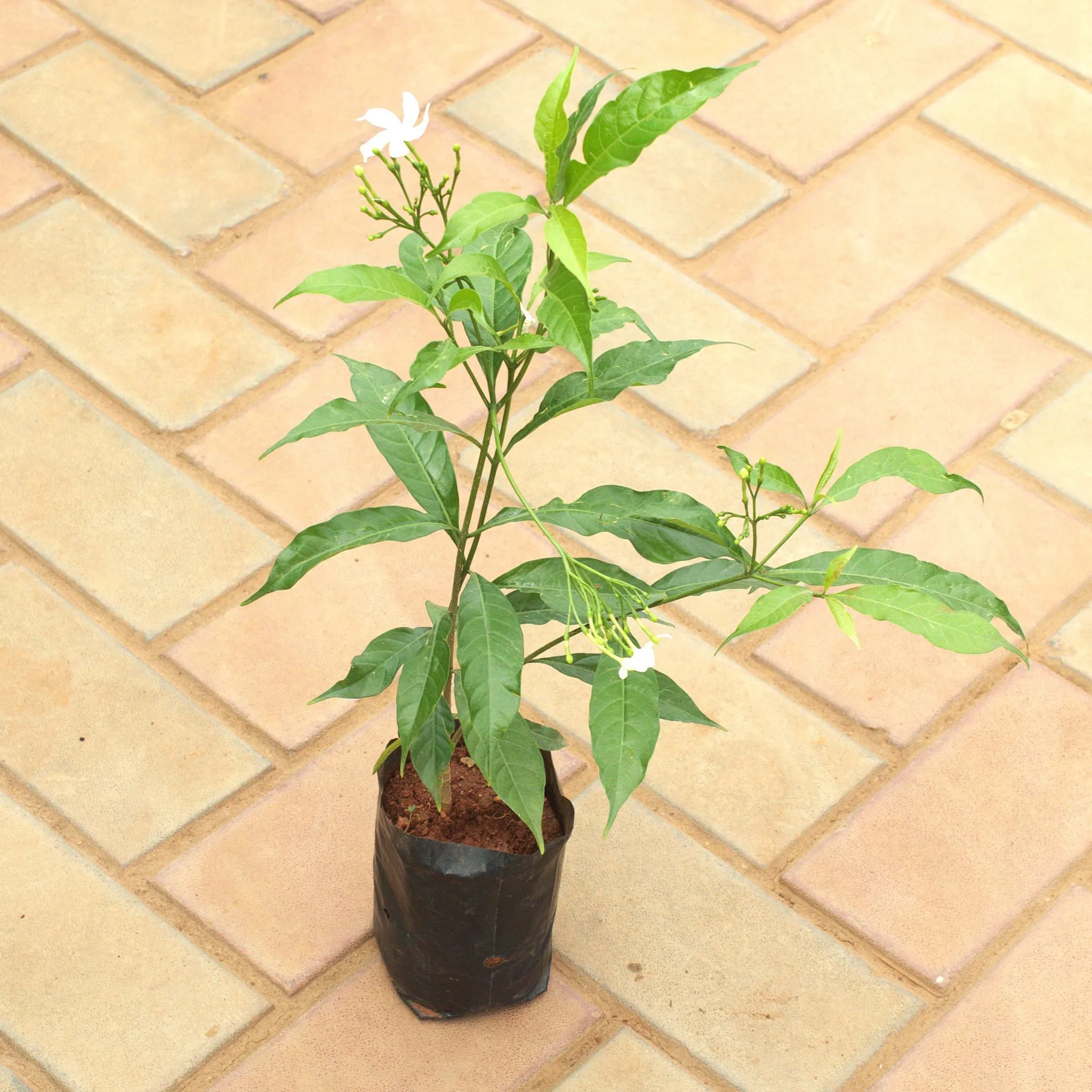 Chandni / Crape Jasmine White in 4 Inch Nursery Bag