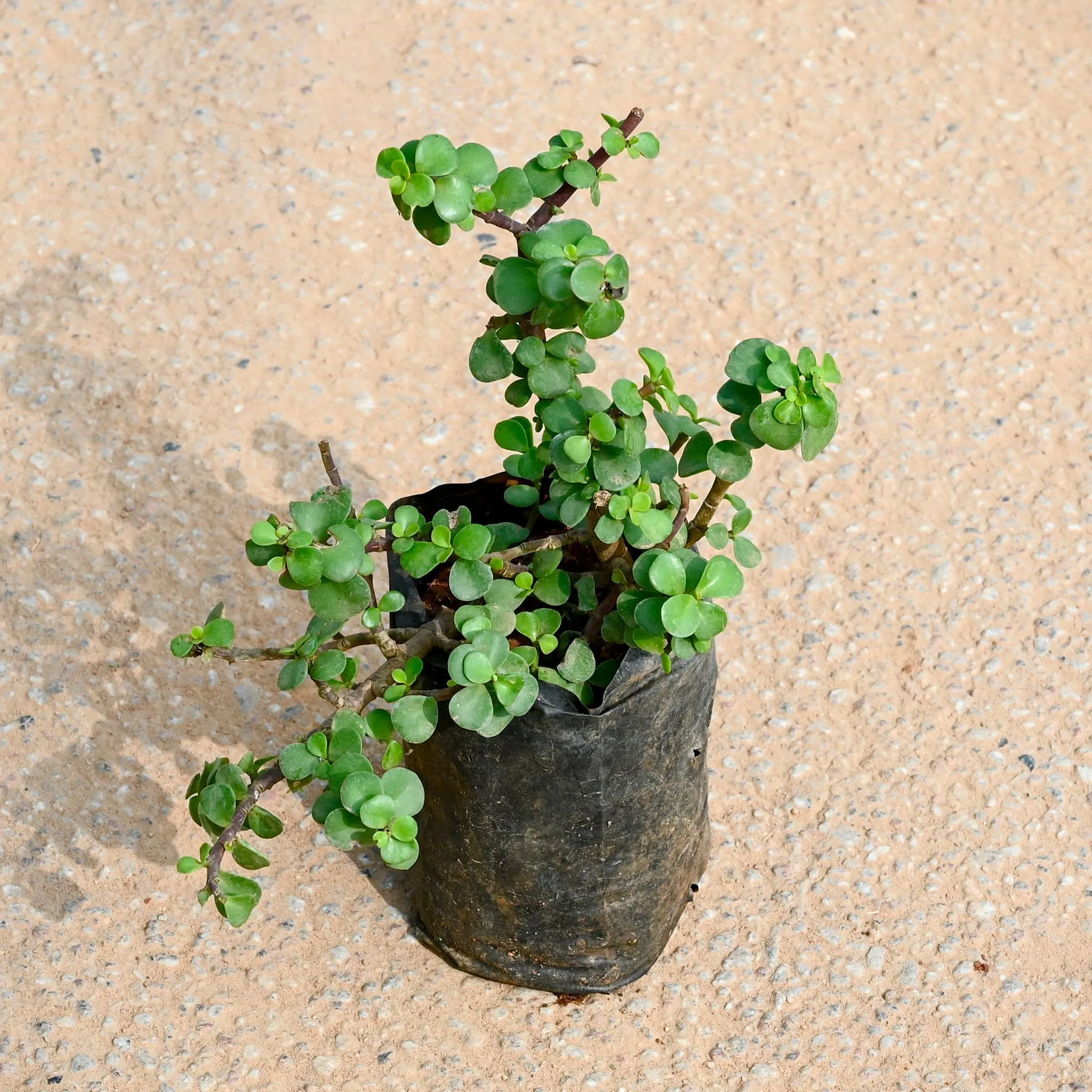 Lucky Jade in 4 Inch Nursery bag