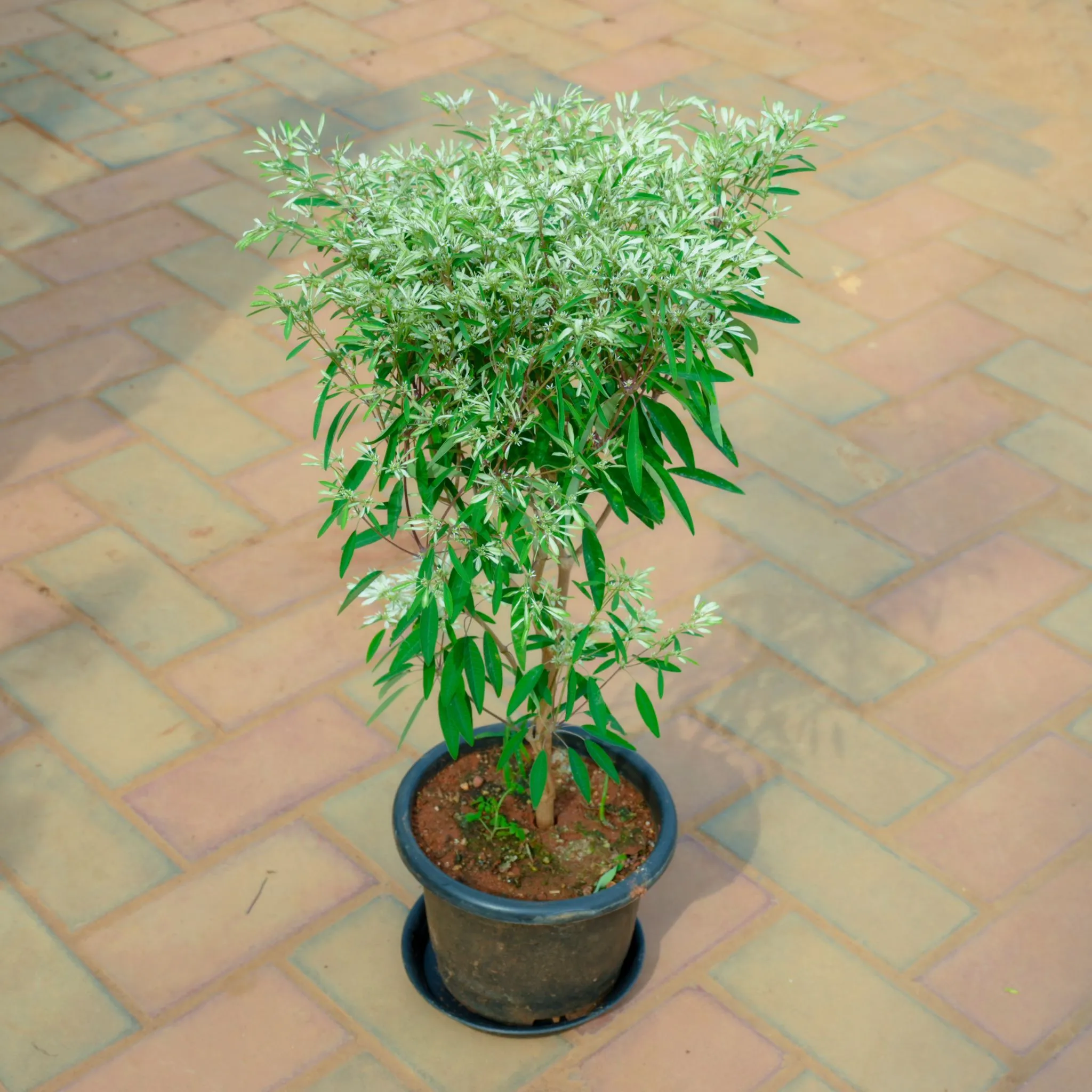 Panchtatva Plant in 8 Inch Nursery Pot With Tray