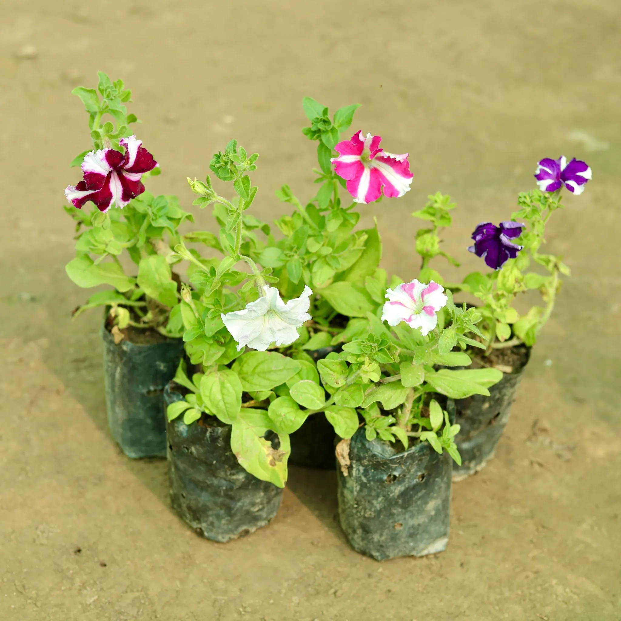 Set of 5 - Petunia (Any Colour) in 5 Inch Nursery Bag