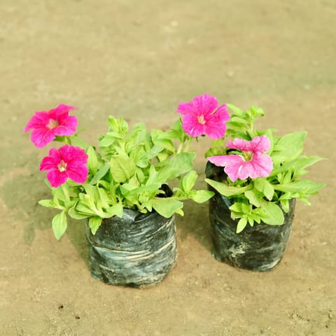 Set of 2 - Petunia (Any Colour) in 3 inch Nursery Bag