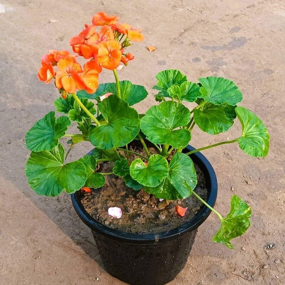 Geranium (any colour) in 6 Inch Nursery Pot