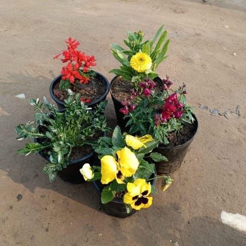 Set of 5 - Salvia, Calendula, Dog flower, Gazania & Pansy (any colour) in 6 Inch Nursery Pot